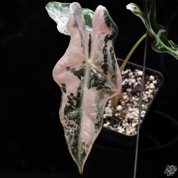Alocasia Sanderiana 'Nobilis' Pink Variegated *Grower's Choice*