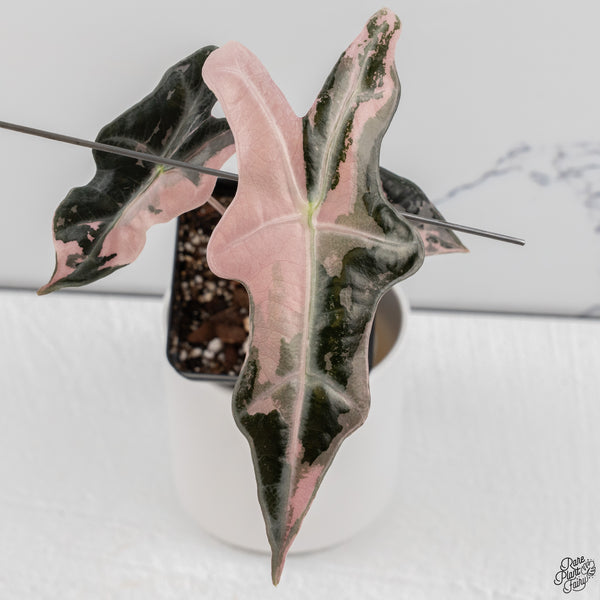 Alocasia Sanderiana 'Nobilis' Pink Variegated *Grower's Choice*