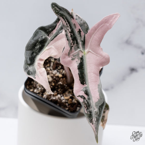 Alocasia Sanderiana 'Nobilis' Pink Variegated *Grower's Choice*