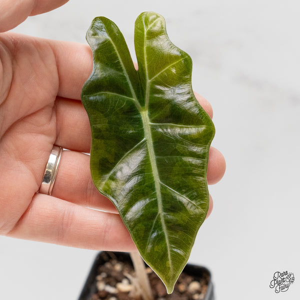 Alocasia Sanderiana Aurea Variegated (aka 'Pseudosanderiana') (wk2-L)