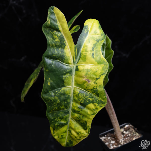 Alocasia Sanderiana Aurea Variegated (aka. Pseudosanderiana) (wk29-H) *Corming Size*
