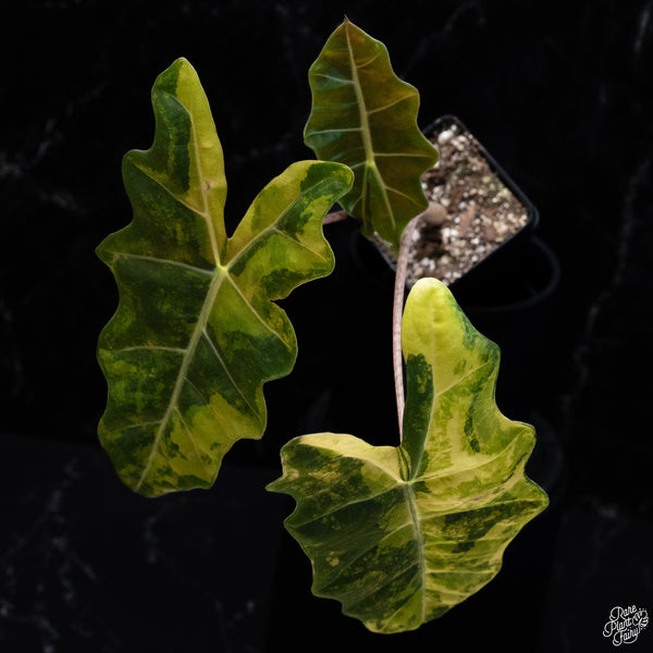 Alocasia Sanderiana Aurea Variegated (aka. Pseudosanderiana) (wk29-H) *Corming Size*