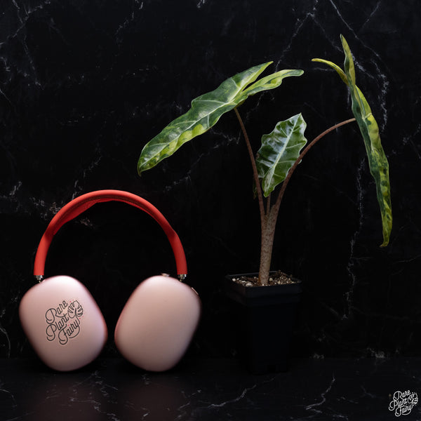 Alocasia Sanderiana Aurea Variegated (aka. Pseudosanderiana) (wk29-H) *Corming Size*