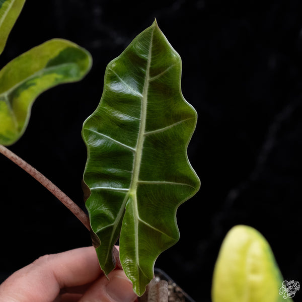 Alocasia Sanderiana Aurea Variegated (aka. Pseudosanderiana) (wk29-H) *Corming Size*