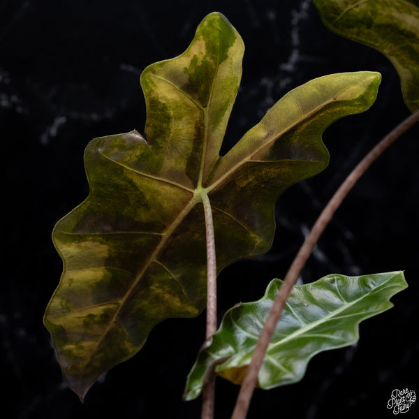 Alocasia Sanderiana Aurea Variegated (aka. Pseudosanderiana) (wk29-H) *Corming Size*