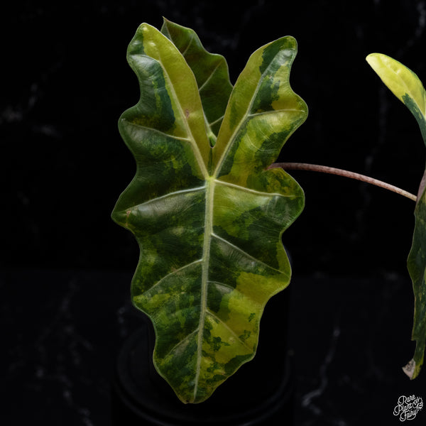 Alocasia Sanderiana Aurea Variegated (aka. Pseudosanderiana) (wk29-H) *Corming Size*