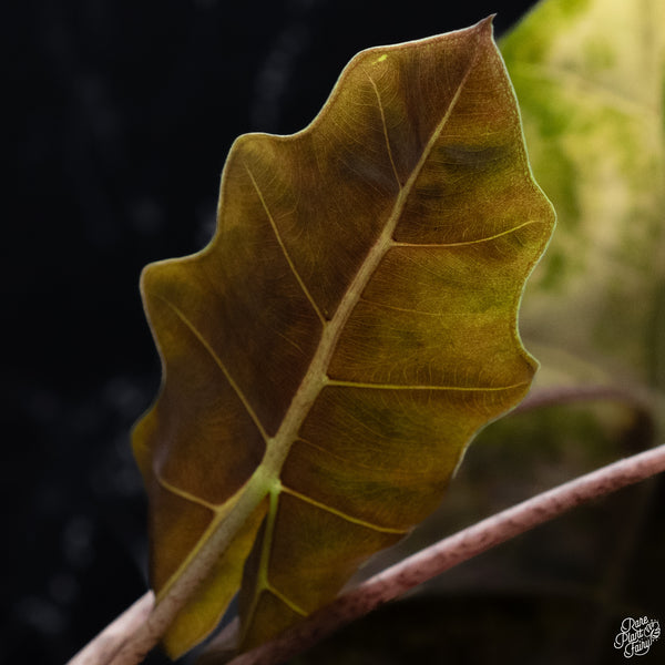 Alocasia Sanderiana Aurea Variegated (aka. Pseudosanderiana) (wk29-H) *Corming Size*