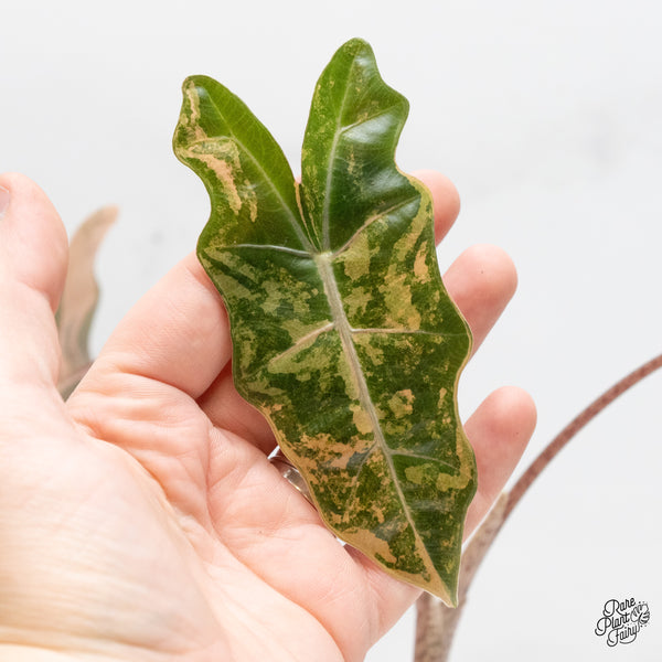 Alocasia Sanderiana Aurea Variegated (aka 'Pseudosanderiana') (wk51-C)