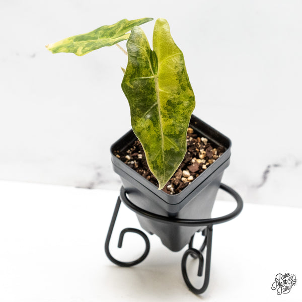 Alocasia Sanderiana Aurea Variegated (aka 'Pseudosanderiana') (wk52-H)