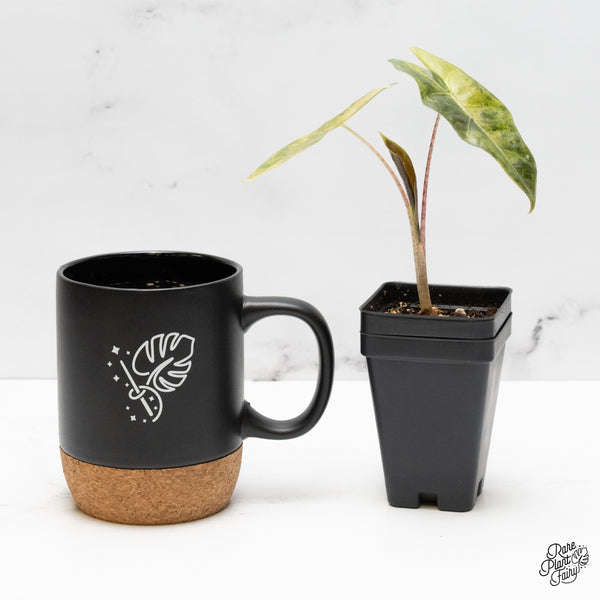 Alocasia Sanderiana Aurea Variegated (aka 'Pseudosanderiana') (wk52-H)