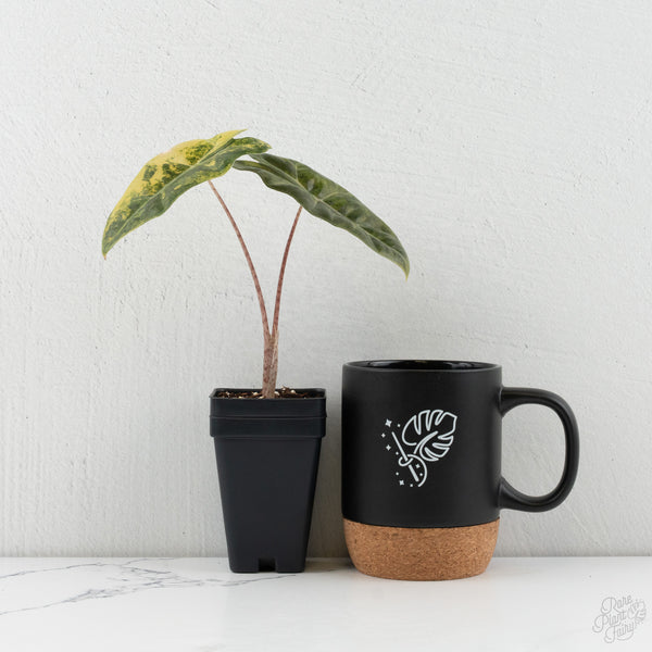 Alocasia Sanderiana Aurea Variegated (aka 'Pseudosanderiana') (wk8-E)