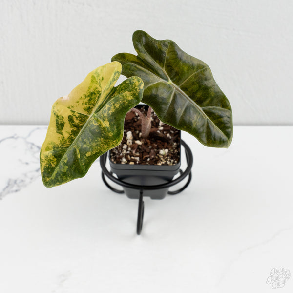 Alocasia Sanderiana Aurea Variegated (aka 'Pseudosanderiana') (wk8-E)