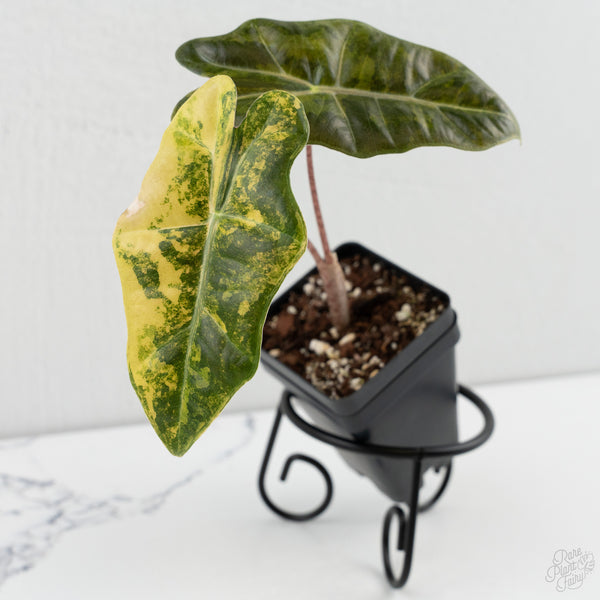 Alocasia Sanderiana Aurea Variegated (aka 'Pseudosanderiana') (wk8-E)