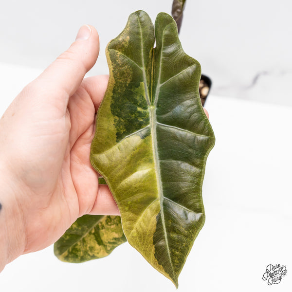 Alocasia Sanderiana Aurea Variegated (aka 'Pseudosanderiana') (wk44-S)