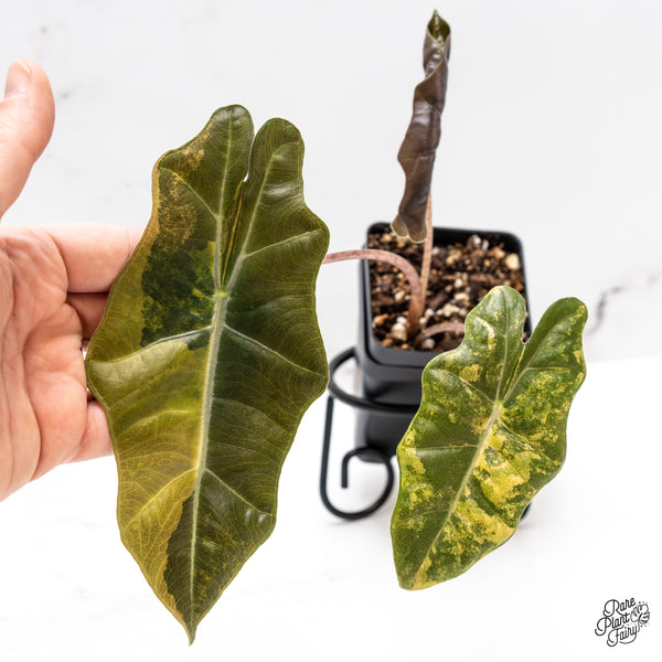 Alocasia Sanderiana Aurea Variegated (aka 'Pseudosanderiana') (wk44-S)