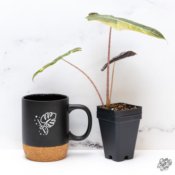 Alocasia Sanderiana Aurea Variegated (aka 'Pseudosanderiana') (wk44-S)