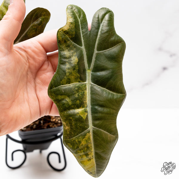 Alocasia Sanderiana Aurea Variegated (aka 'Pseudosanderiana') (wk44-T)