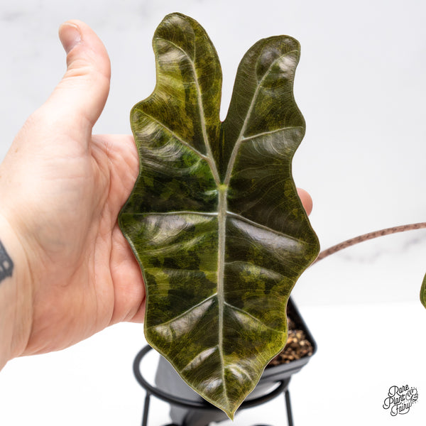 Alocasia Sanderiana Aurea Variegated (aka 'Pseudosanderiana') (wk44-T)