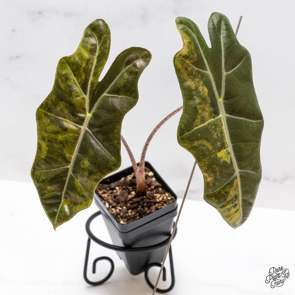 Alocasia Sanderiana Aurea Variegated (aka 'Pseudosanderiana') (wk44-T)