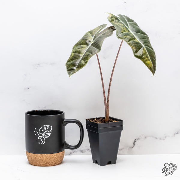 Alocasia Sanderiana Aurea Variegated (aka 'Pseudosanderiana') (wk44-T)