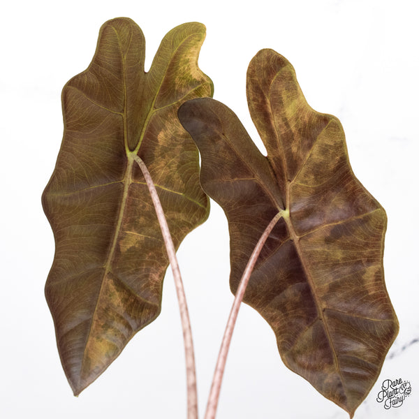 Alocasia Sanderiana Aurea Variegated (aka 'Pseudosanderiana') (wk44-T)