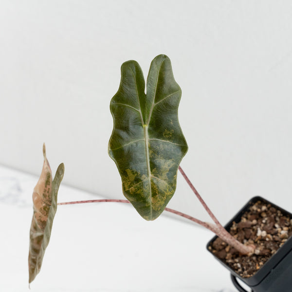 Alocasia Sanderiana Variegated (aka 'Pseudosanderiana') (wk8-D)