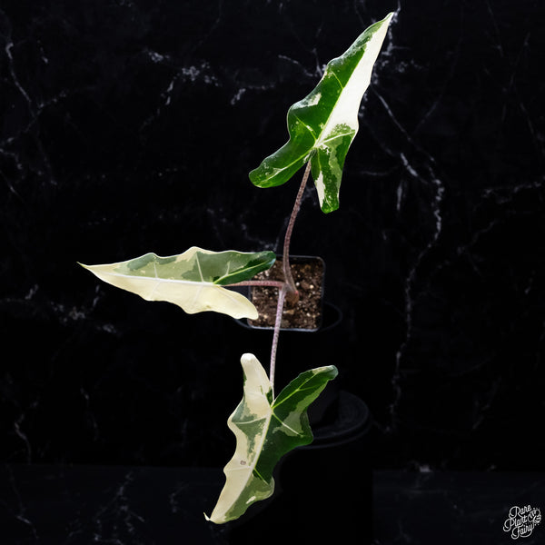 Alocasia Sarian Albo Variegated (wk26-E) – Rare Plant Fairy