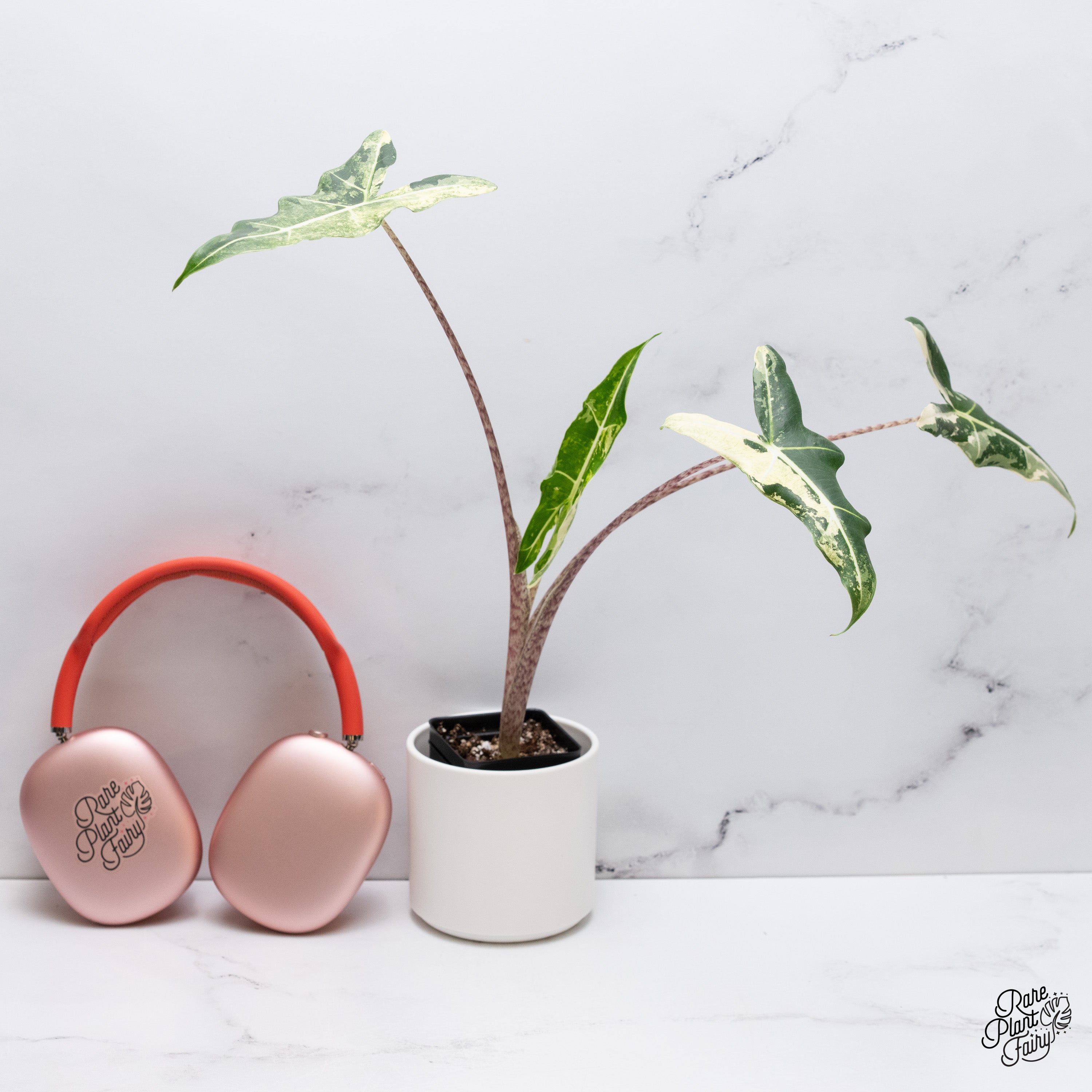 Alocasia Sarian Albo Variegated (wk35-C) – Rare Plant Fairy