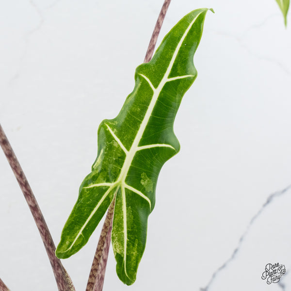 Alocasia Sarian Albo Variegated (wk43-Q) *Corming Size*