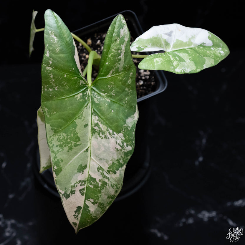 Alocasia 'Dragon Scale' albo variegated *Grower's choice* – Rare Plant ...