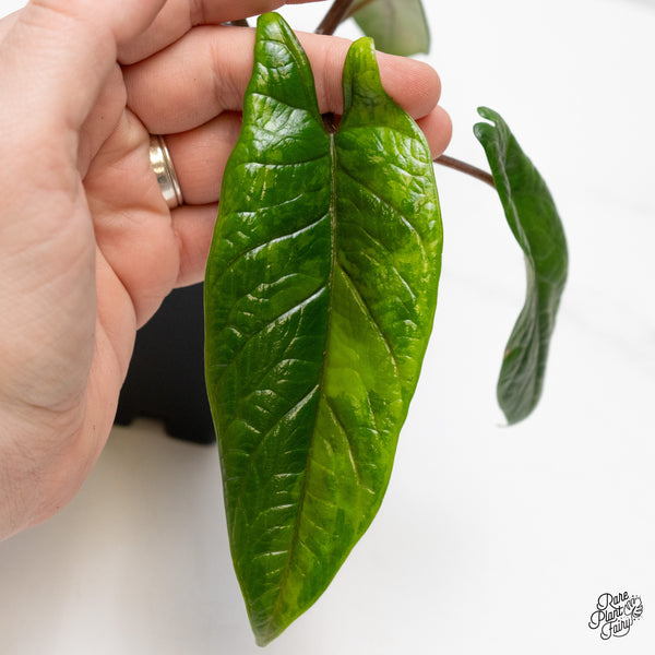 Alocasia 'Scalprum' Aurea Variegated (wk48-M)