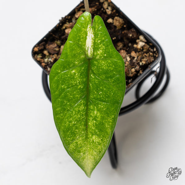 Alocasia 'Scalprum' Albo Variegated (wk50-C)