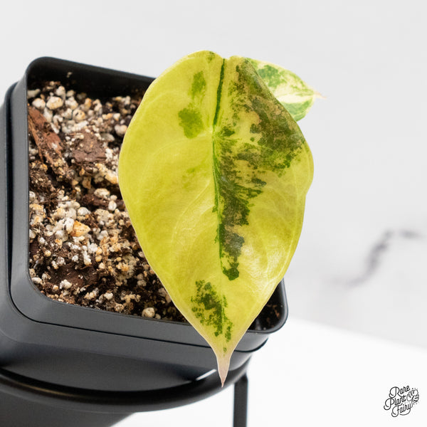 Alocasia 'Sedenii' Aurea Variegated (wk52-E)