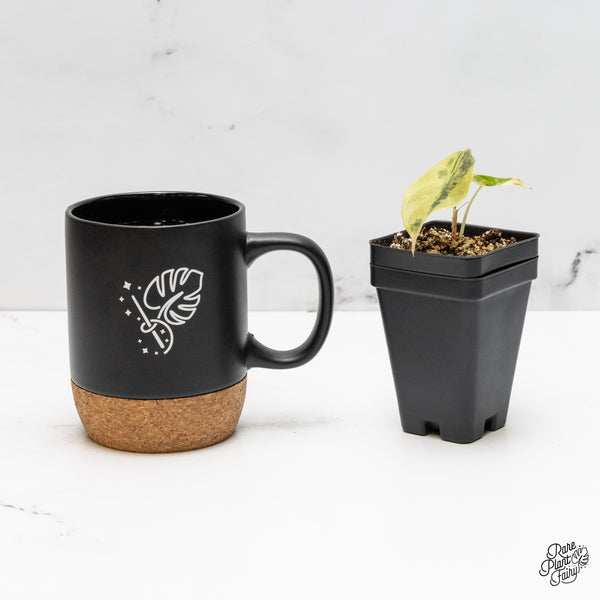 Alocasia 'Sedenii' Aurea Variegated (wk52-E)