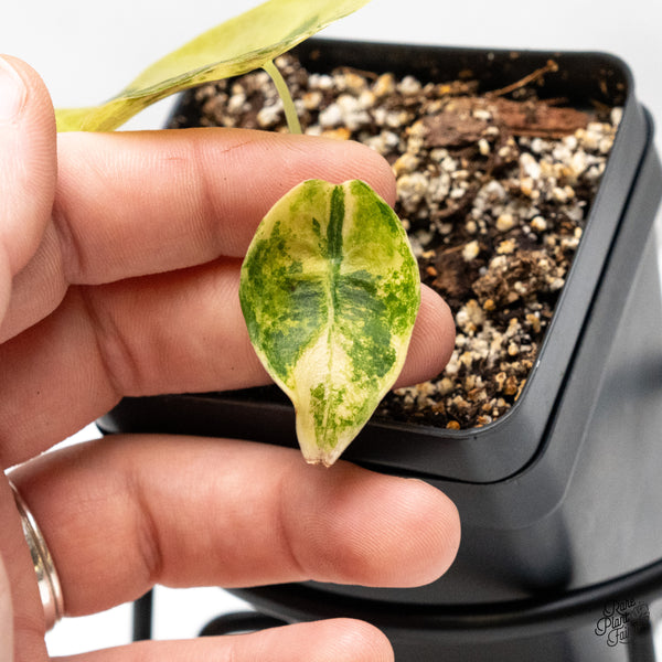 Alocasia 'Sedenii' Aurea Variegated (wk52-E)