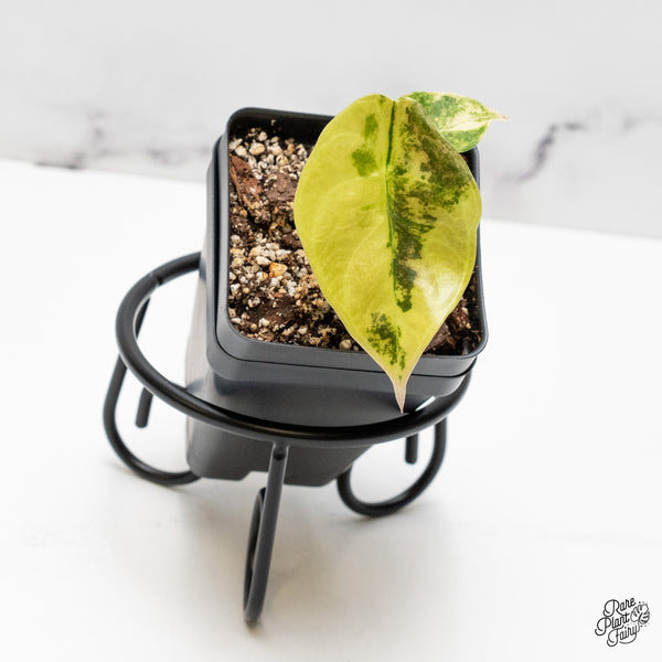 Alocasia 'Sedenii' Aurea Variegated (wk52-E)