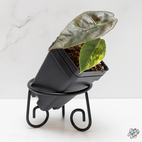 Alocasia 'Sedenii' Aurea Variegated (wk2-I)