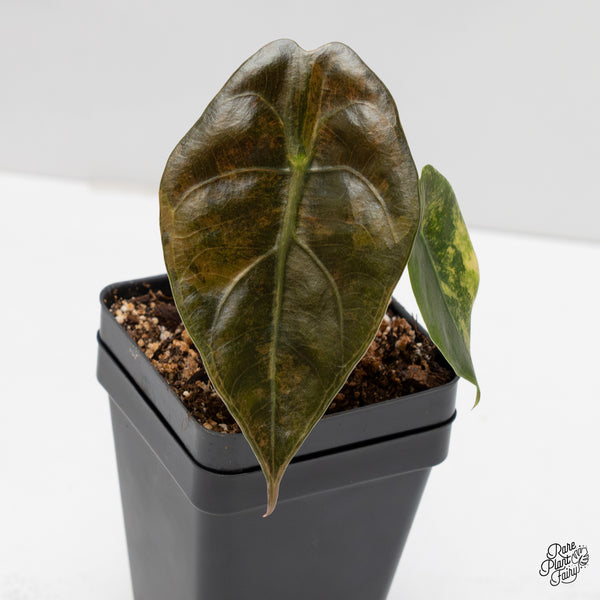 Alocasia 'Sedenii' Aurea Variegated (wk2-I)