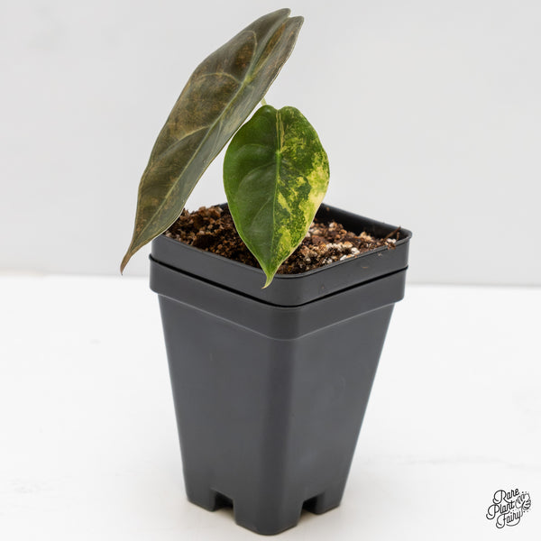 Alocasia 'Sedenii' Aurea Variegated (wk2-I)