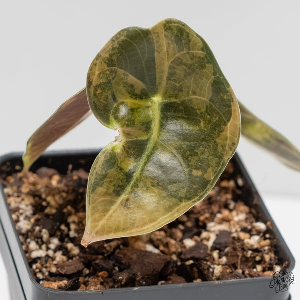 Alocasia 'Sedenii' Aurea Variegated (wk5-G)