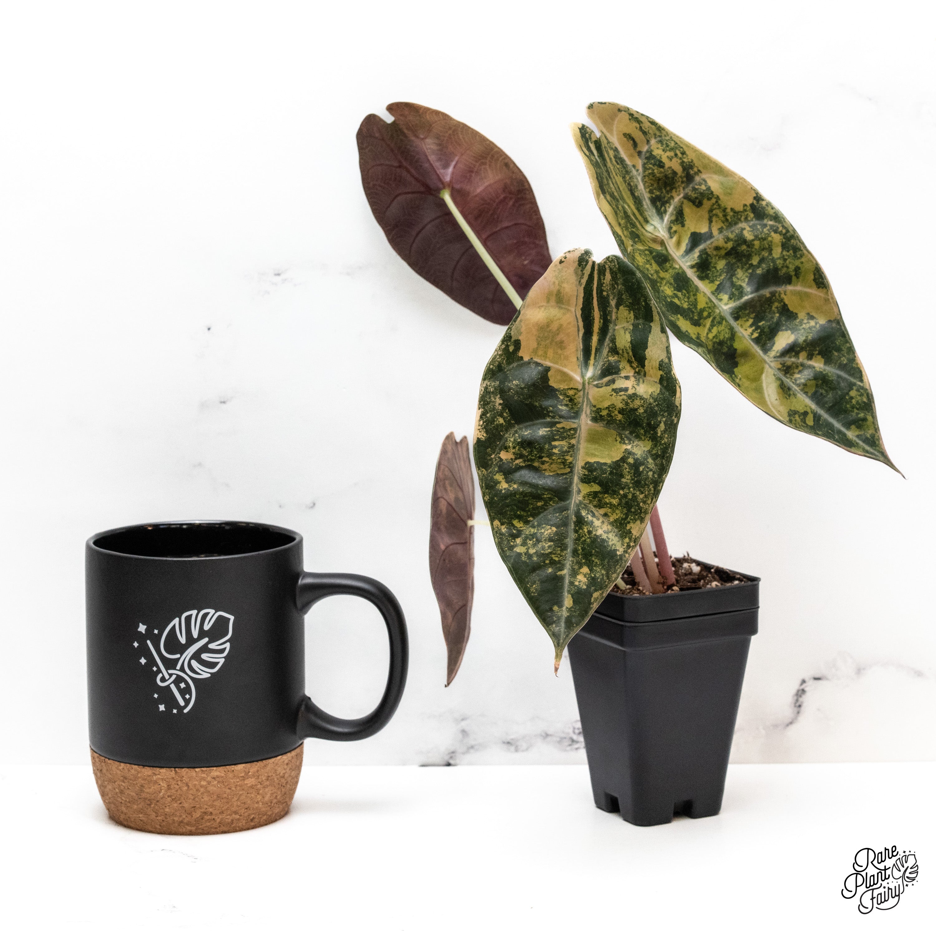 Philodendron 'Florida Beauty x Polypodioides' (wk40-M) – Rare