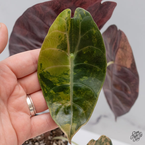 Alocasia Sedenii Aurea Variegated (wk44-I) *Corming Size*