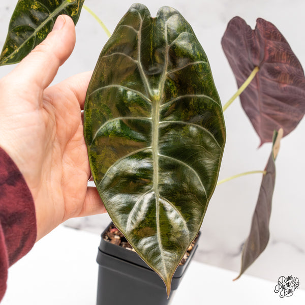 Alocasia 'Sedenii' Aurea Variegated (wk47-I) *Corming Size*