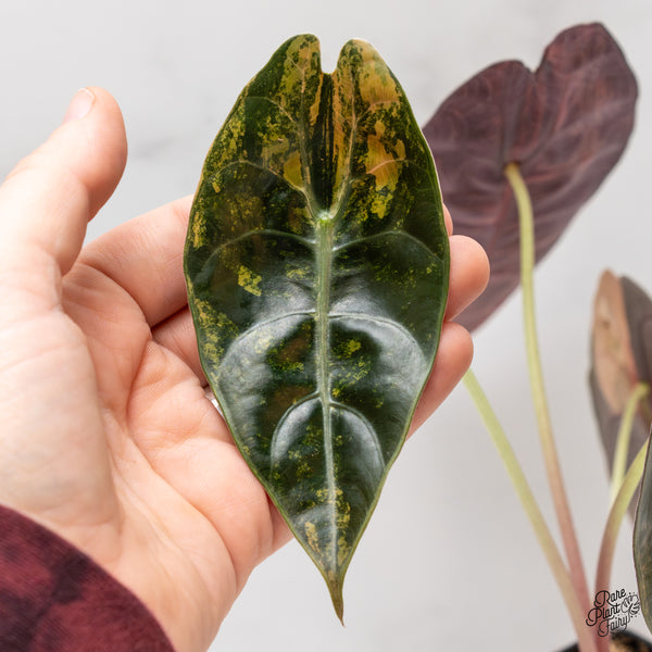 Alocasia 'Sedenii' Aurea Variegated (wk47-I) *Corming Size*
