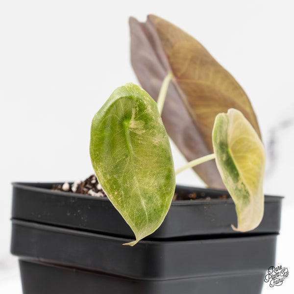 Alocasia 'Sedenii' Aurea Variegated (wk51-K)