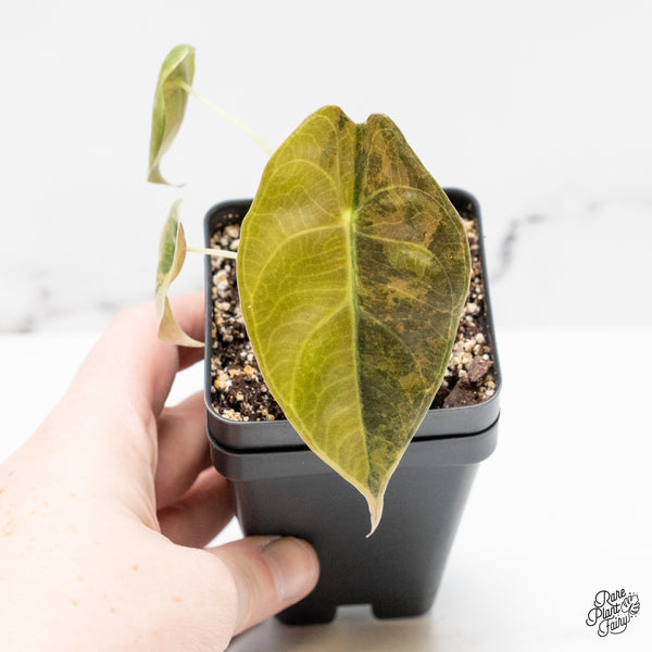 Alocasia 'Sedenii' Aurea Variegated (wk51-K)