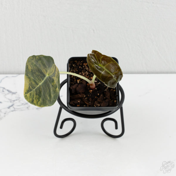 Alocasia 'Sedenii' Aurea Variegated (wk8-M)