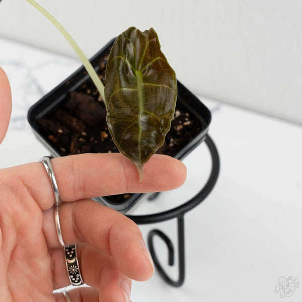 Alocasia 'Sedenii' Aurea Variegated (wk8-M)