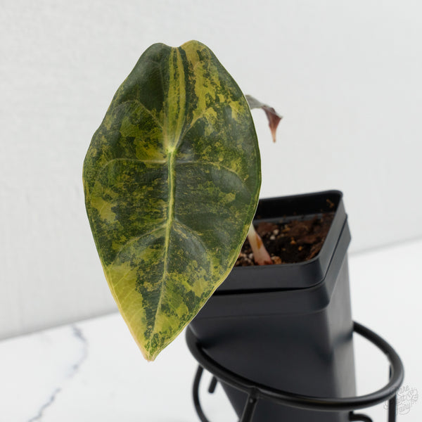 Alocasia 'Sedenii' Aurea Variegated (wk8-M)