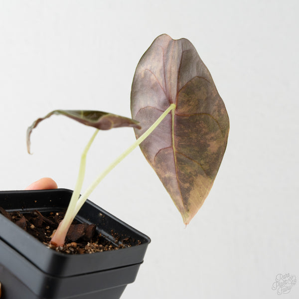 Alocasia 'Sedenii' Aurea Variegated (wk8-M)